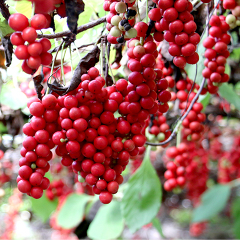 INJE SCENT l Omija Cheong 500g