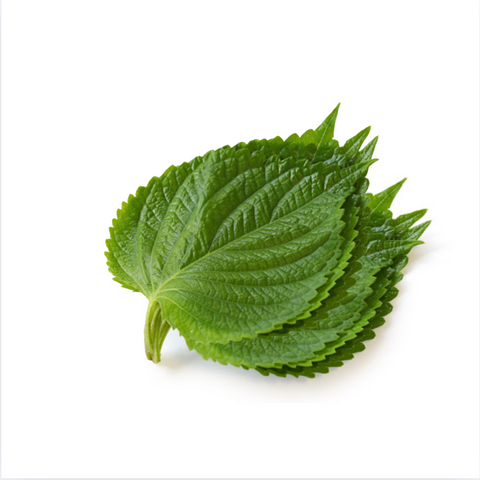 주농장 l 깻잎 2묶음