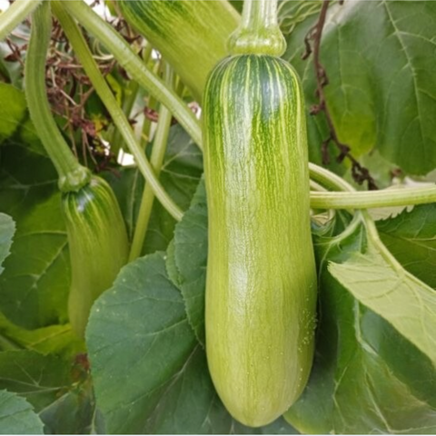 주농장 l 애호박 2개