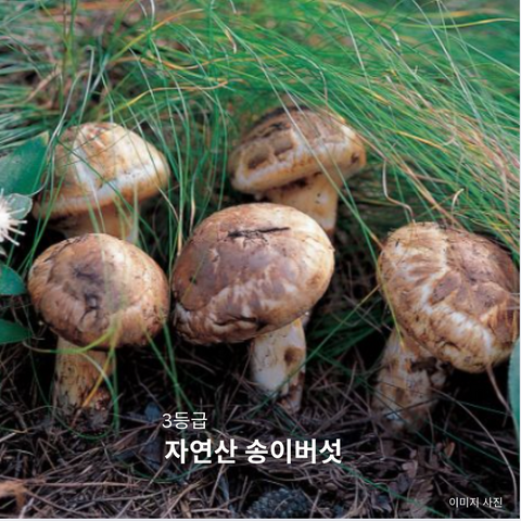 Tool l Canadian Wild Matsutake Mushrooms Grade 3 1LB