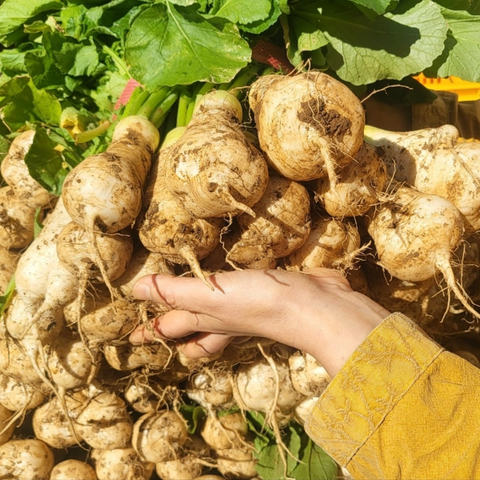 Main Farm l Bachelor Radish Kimchi 2.5kg