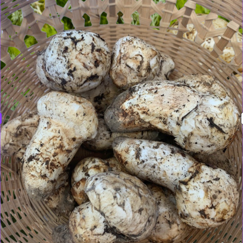Tool l Canadian Wild Mushrooms, Premium Grade 1, 1LB