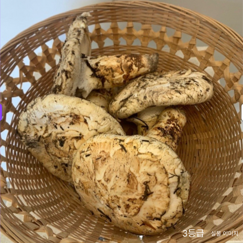 Tool l Canadian Wild Matsutake Mushrooms Grade 3 1LB
