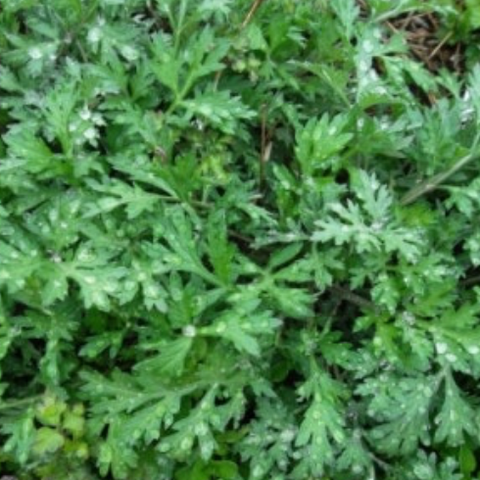 Moon's Kitchen l Organic Mugwort 250g