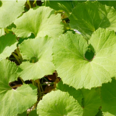 Moon's Kitchen l Organic Butterbur 500g