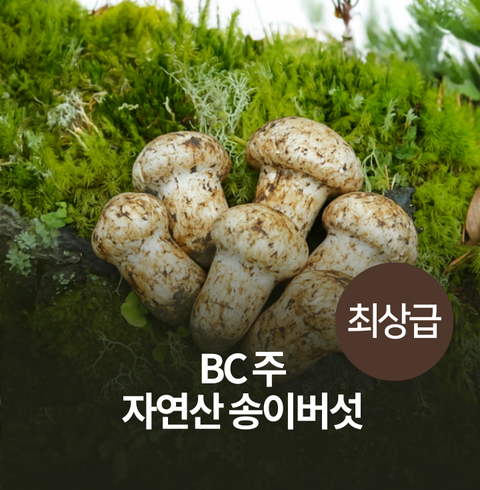 Tool l Canadian Wild Mushrooms, Premium Grade 1, 1LB